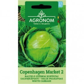  ملفوف أخضر كوبنهاجن 