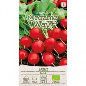  فجل احمر مدور ساكسا 