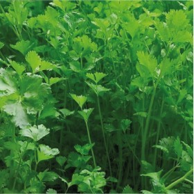  بذور بقدونس تركي( 25 غرام ) 