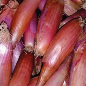  بذور بصل طويل حساوي( ٢٠ غرام ) 