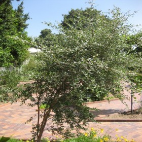  بذور شجرة الحناء ( 100 بذرة ) 