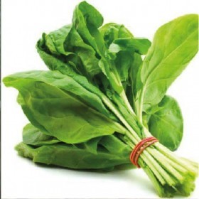  بذور سلق حساوي عضوي ( ٢٠ غرام ) 