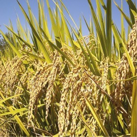  بذور العيش الحساوي للزراعة ( 50 غرام ) 